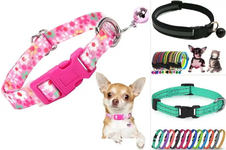 Detailed view of Best Adjustable Tiny Dog Collar Sizing