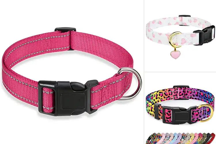 Detailed view of Best Chihuahua Collars: 10 Top Picks for Safety & Style
