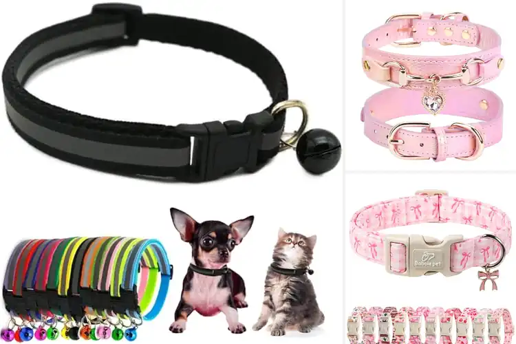 Detailed view of Best Chihuahua Pet Collars