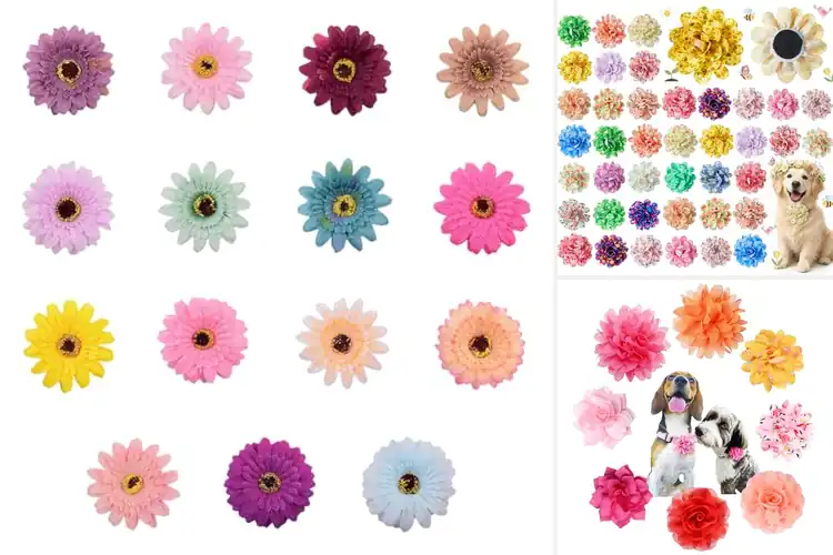 Detailed view of Best Daisy Flower Collars
