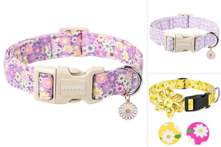 Detailed view of Best Daisy Flower Dog Collars