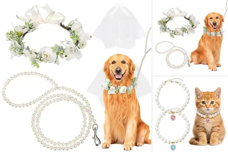 Detailed view of Best Party Pet Collar For Weddings