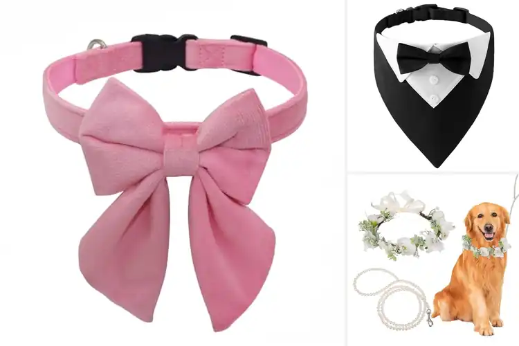 Detailed view of Best Party Wedding Holiday Dog Collars