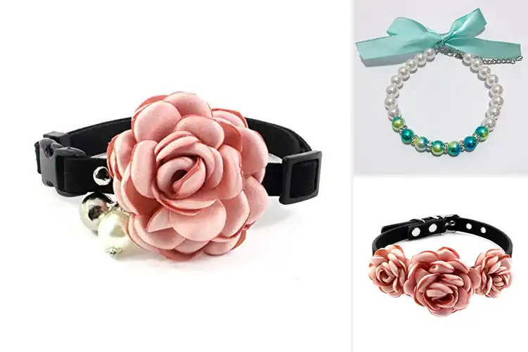 Detailed view of Best PETFAVORITES Collar Collection