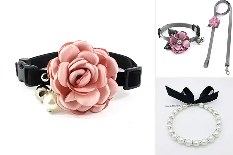 Detailed view of Best PETFAVORITES Pet Collar