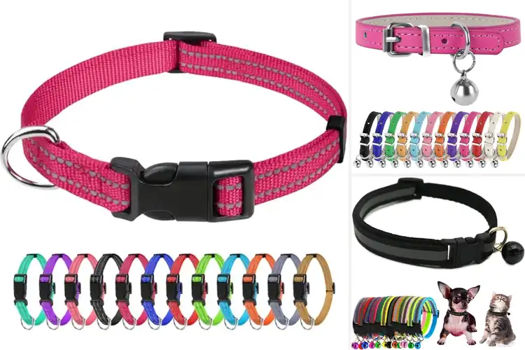 Detailed view of Best Small Dog Cat Collars