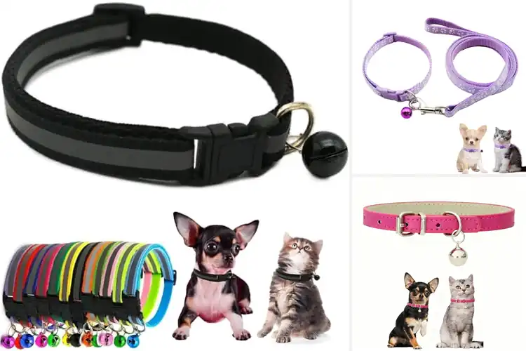 Detailed view of Best Small Dog Collars Yorkie Chihuahua