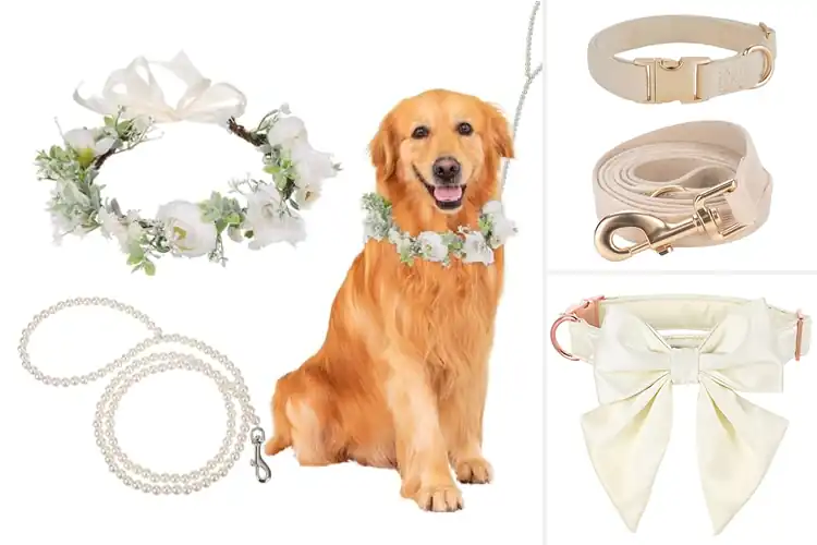 Detailed view of Best Wedding Dog Collars