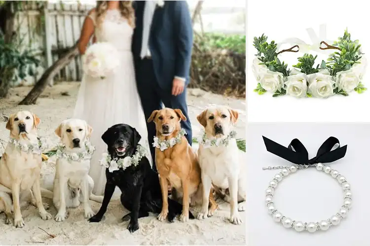 Detailed view of Best Wedding Pet Collars: Dazzle Your Furry Friend