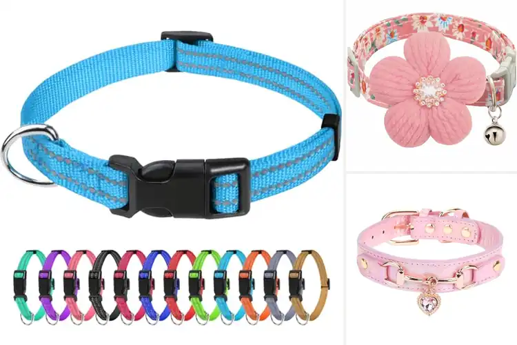Detailed view of Best Yorkie Dog Collars